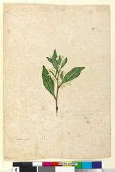 Page 65. Dodonaea triquetra